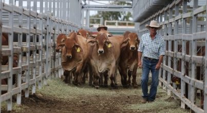 2021澳大利亞牛肉產(chǎn)業(yè)及肉類加工展覽會舉辦時間Beef Australia(m.cqmrd.com)